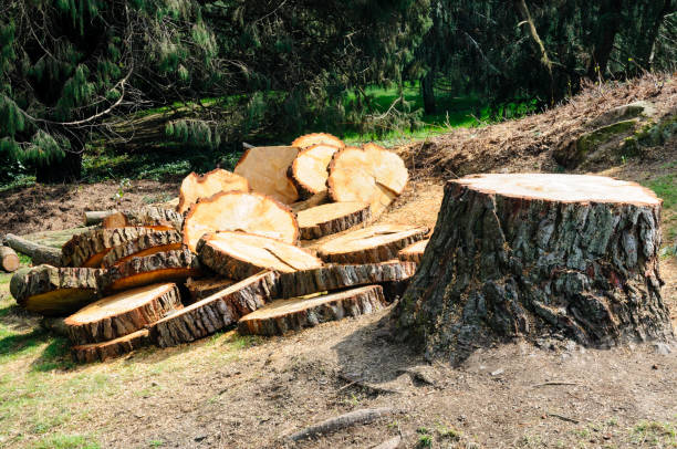 Best Firewood Processing and Delivery  in USA